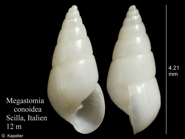 Megastomia conoidea