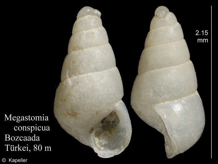 Megastomia conspicua