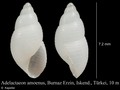 Mollusca (molluscs)