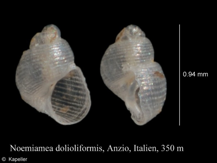 Noemiamea dolioliformis