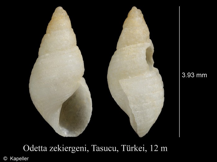 Noemiamea dolioliformis Noemiamea dolioliformis