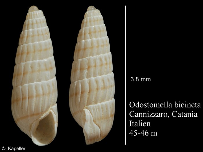 Odostomella bicincta