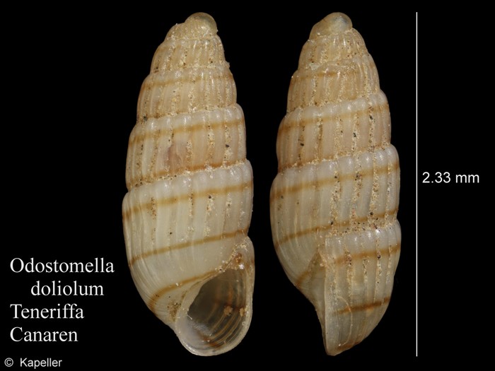 Odostomella doliolum