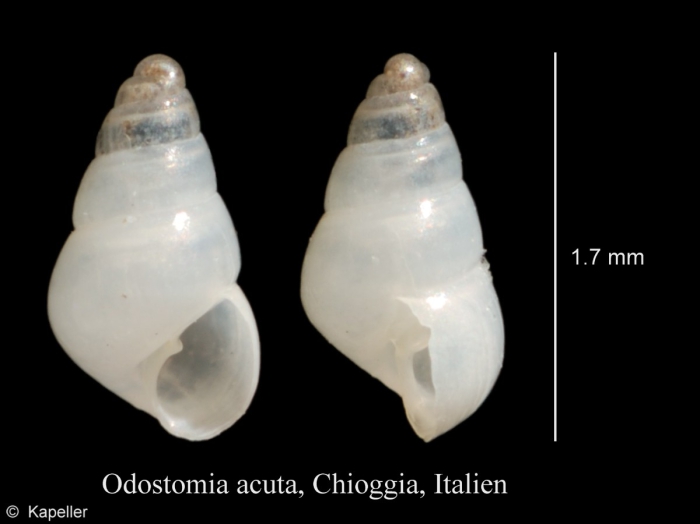 Odostomia acuta