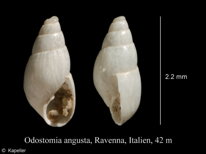 Odostomia angusta