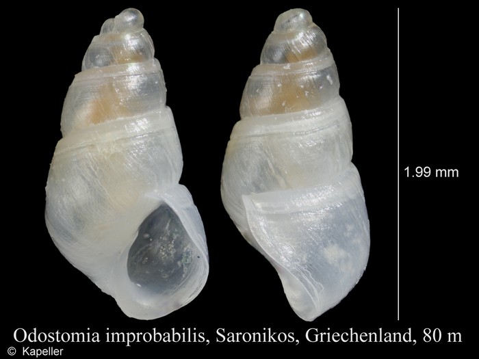 Odostomia improbabilis