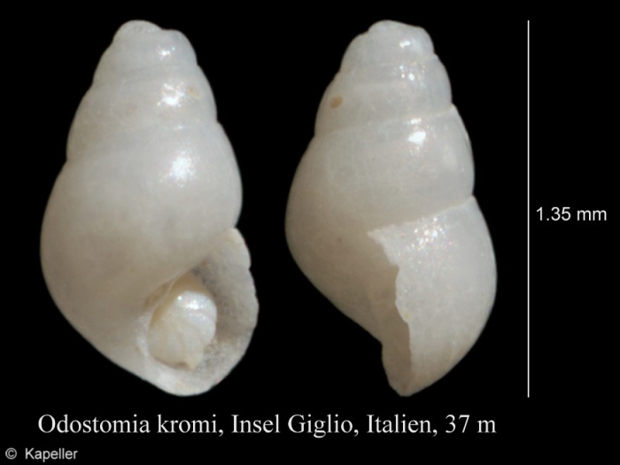 Odostomia kromi