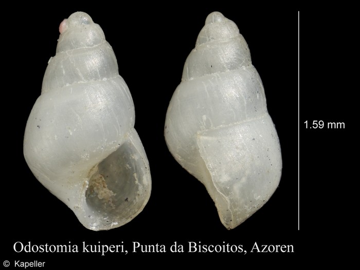 Odostomia kuiperi Odostomia kuiperi