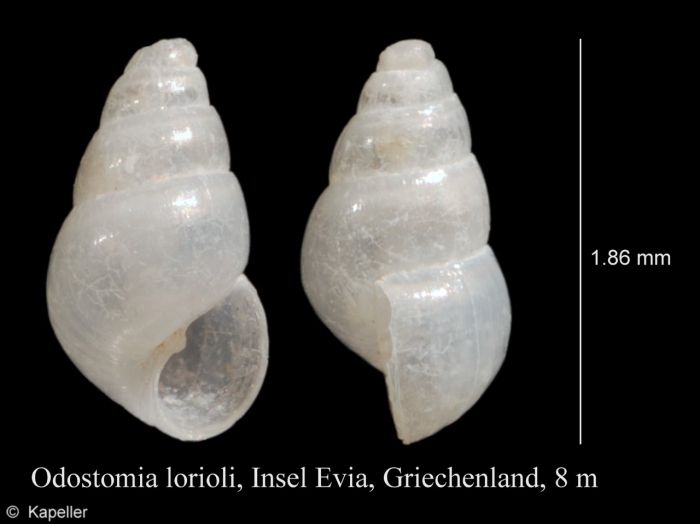 Odostomia lorioli