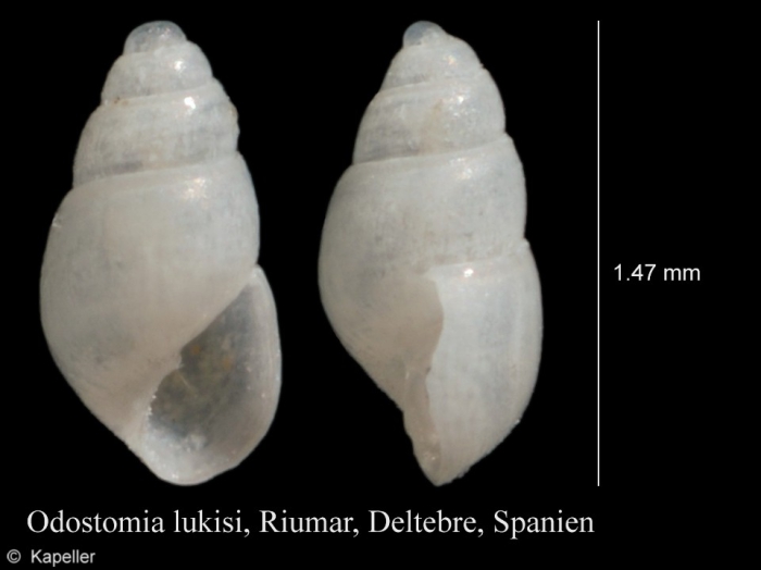 Odostomia lukisii