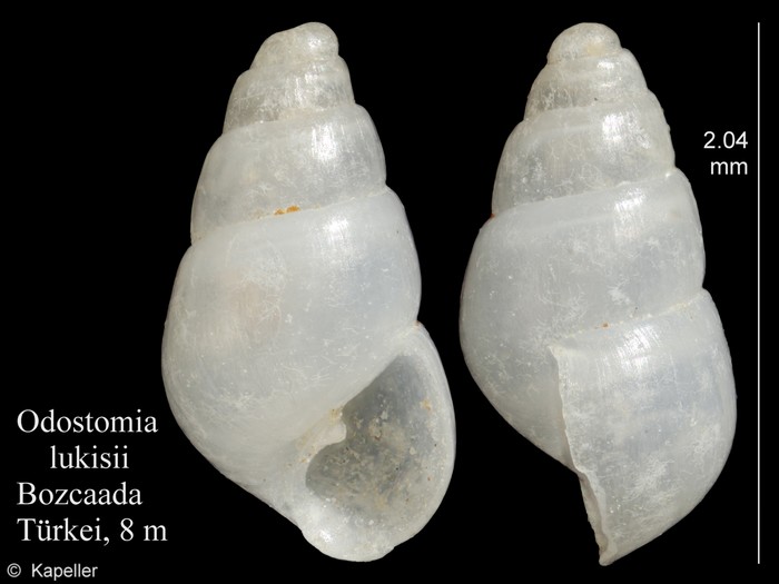 Odostomia lukisii