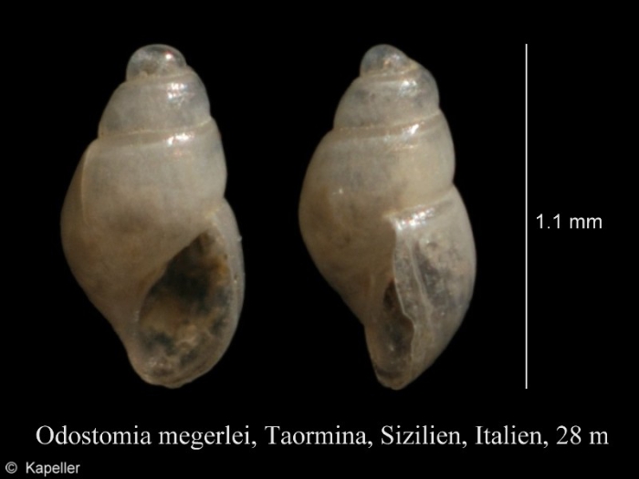 Odostomia megerlei