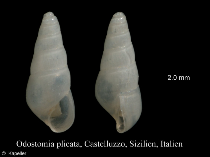 Odostomia plicata