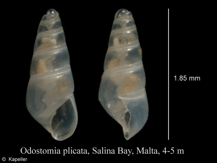 Odostomia plicata