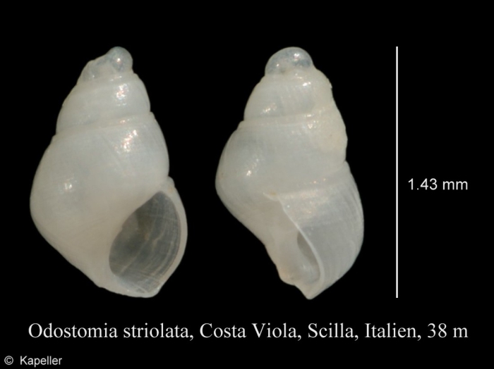 Odostomia striolata