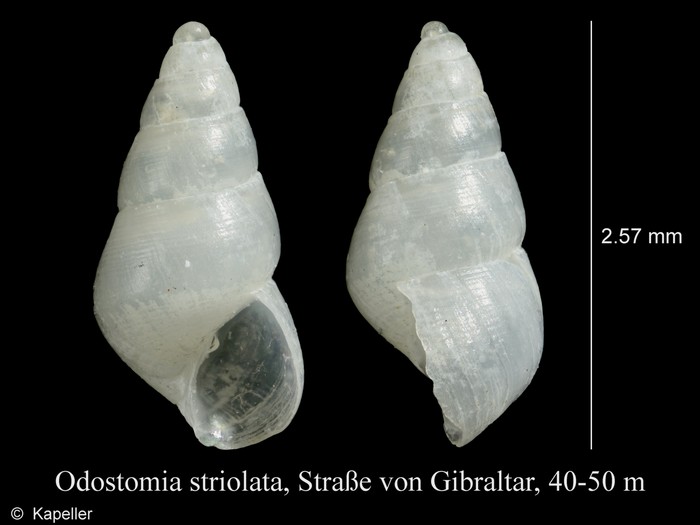 Odostomia striolata Odostomia striolata
