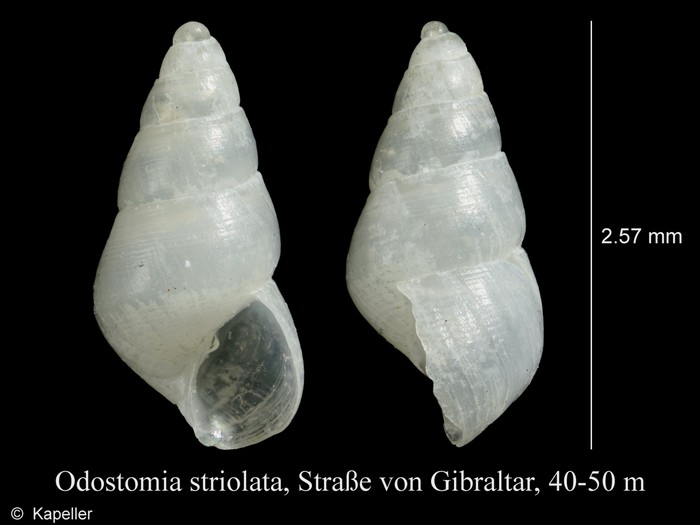 Odostomia striolata