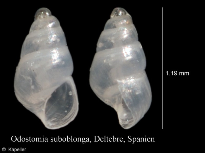 Odostomia suboblonga Odostomia suboblonga