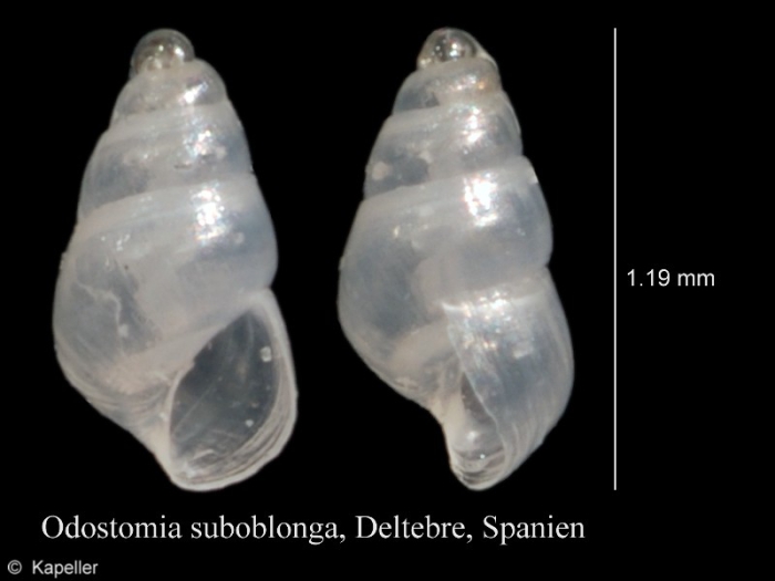 Odostomia suboblonga