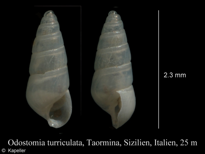 Odostomia turriculata