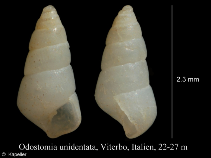 Odostomia unidentata