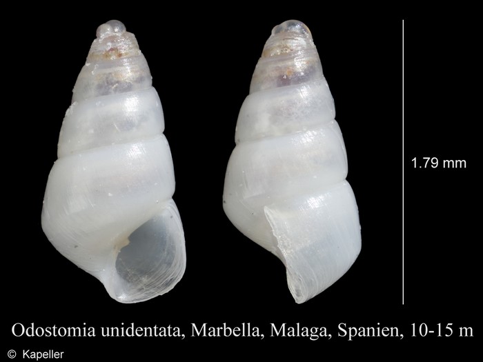 Odostomia unidentata