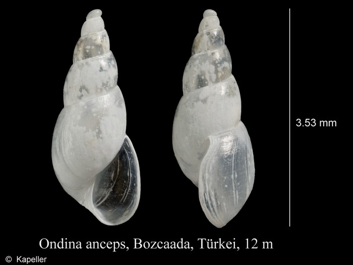 Ondina anceps Ondina anceps