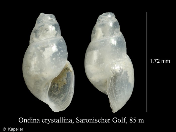 Ondina crystallina