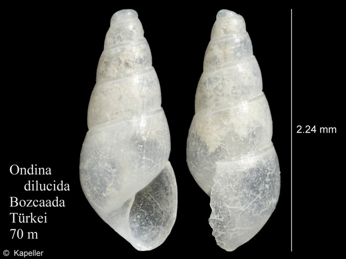 Ondina dilucida Ondina dilucida