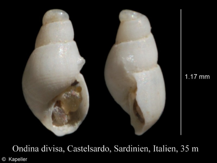 Ondina divisa