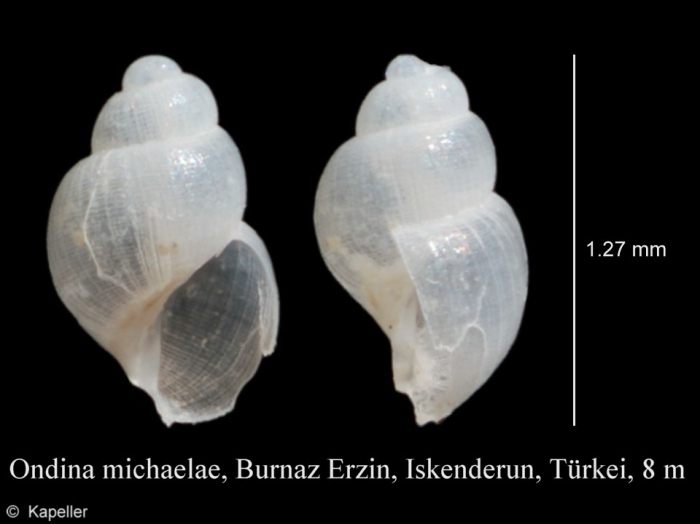 Ondina michaelae Ondina michaelae