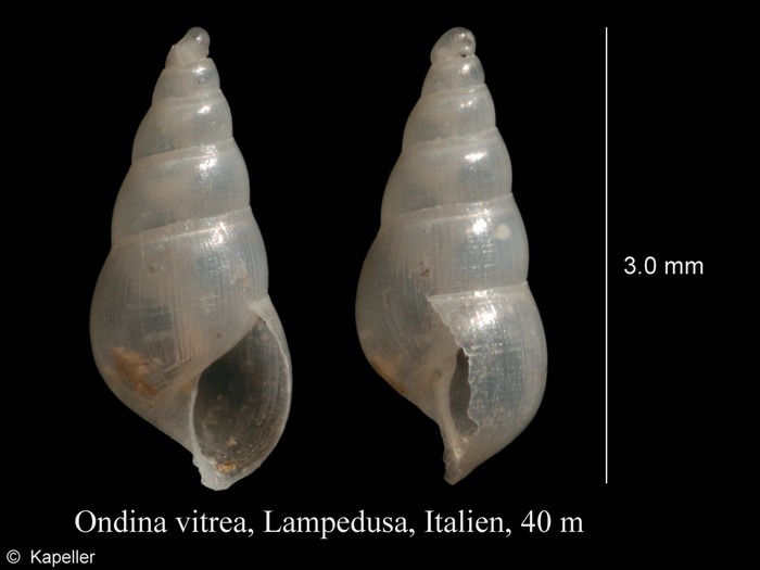 Ondina vitrea Ondina vitrea