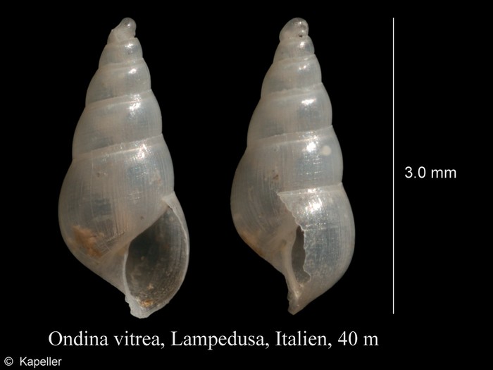 Ondina vitrea