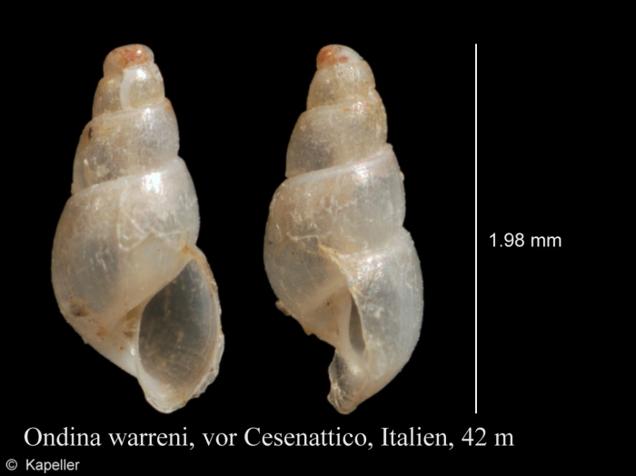 Ondina warreni Ondina warreni