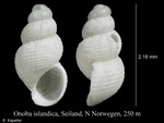 Caenogastropoda