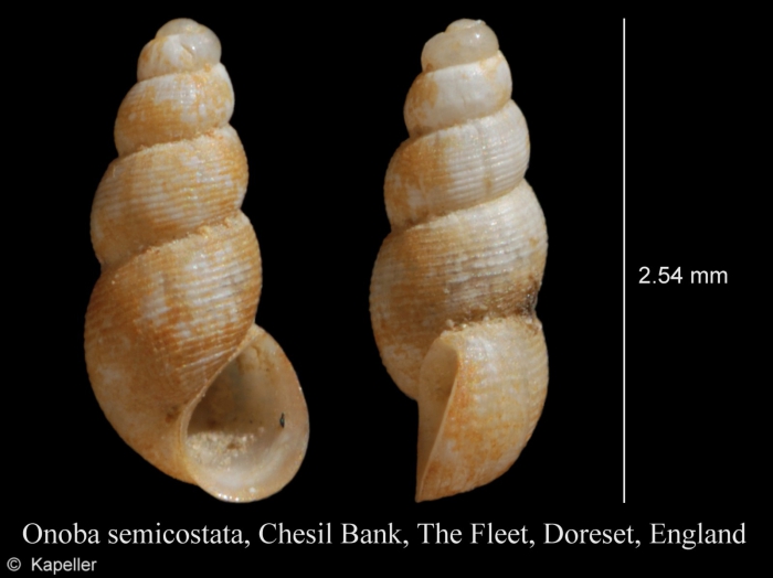 Onoba semicostata