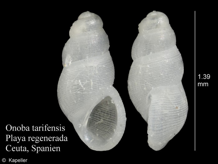 Onoba tarifensis