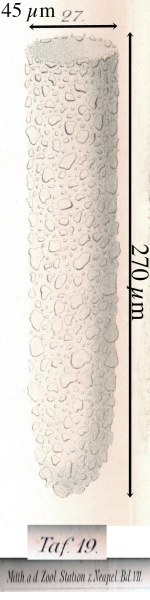 Tintinnopsis lobiancoi