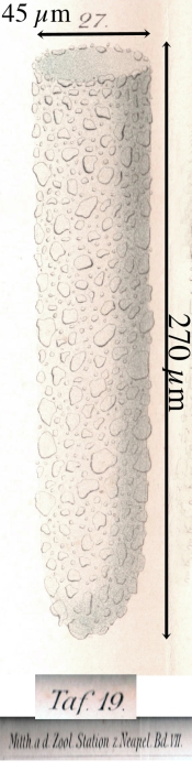Tintinnopsis lobiancoi Tintinnopsis lobiancoi