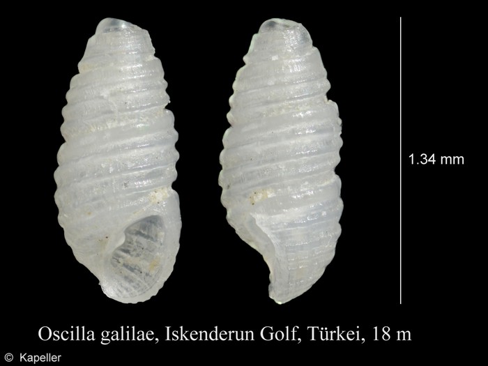 Oscilla galilae