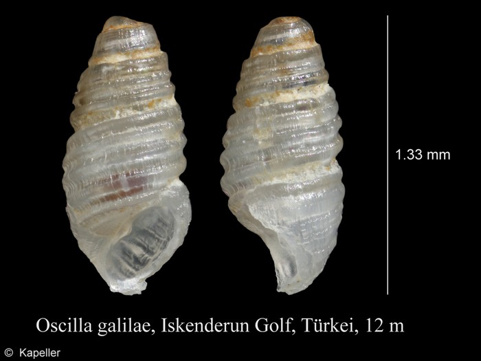 Oscilla galilae