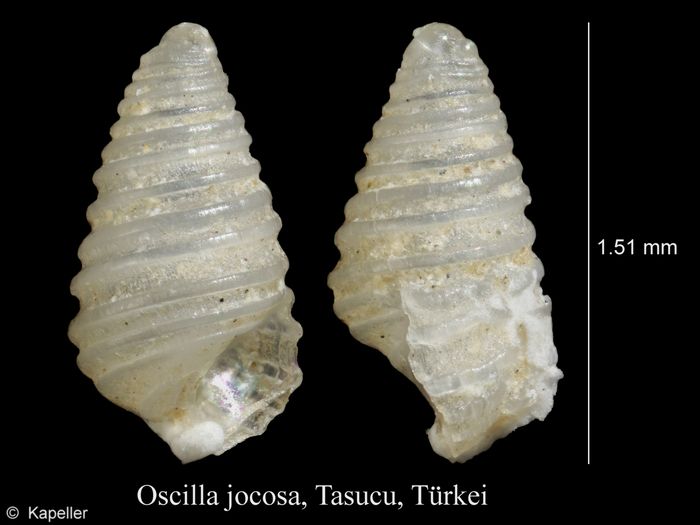 Oscilla jocosa Oscilla jocosa