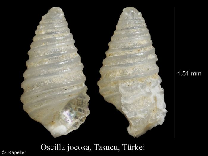 Oscilla jocosa