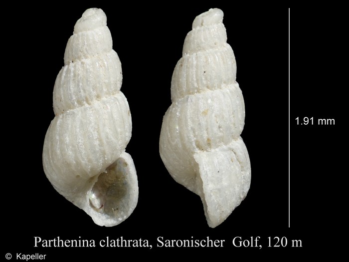 Parthenina clathrata Parthenina clathrata