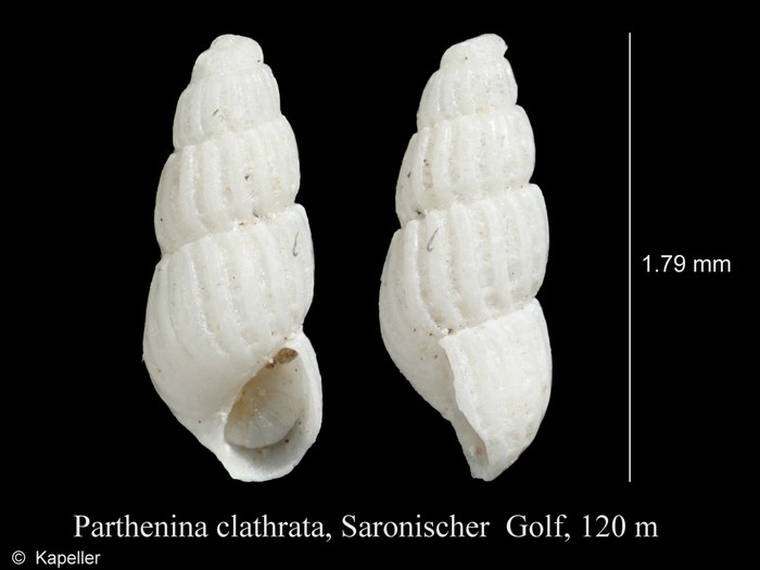 Parthenina clathrata