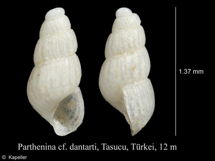 Parthenina dantarti