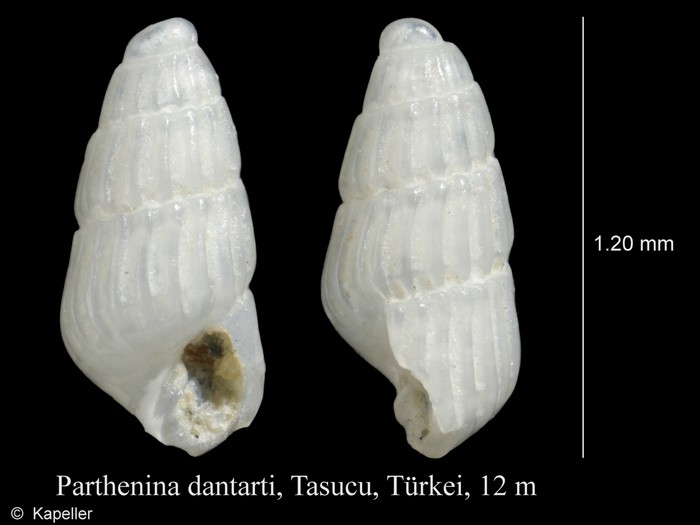 Parthenina dantarti