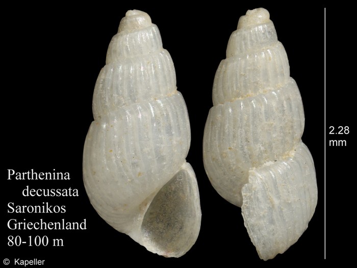 Parthenina decussata