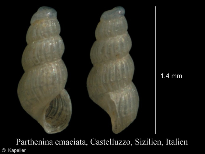 Parthenina emaciata Parthenina emaciata