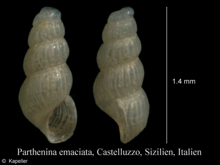 Parthenina emaciata